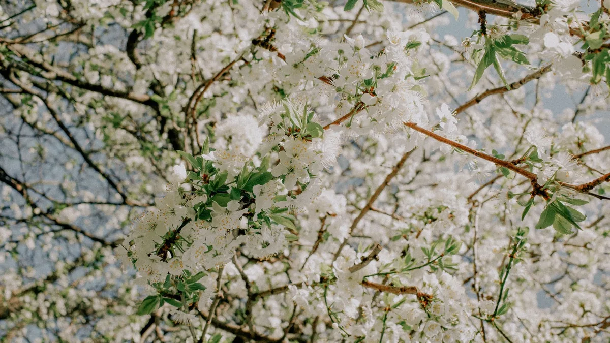 White cherry blossoms in full bloom on a sunny spring day.