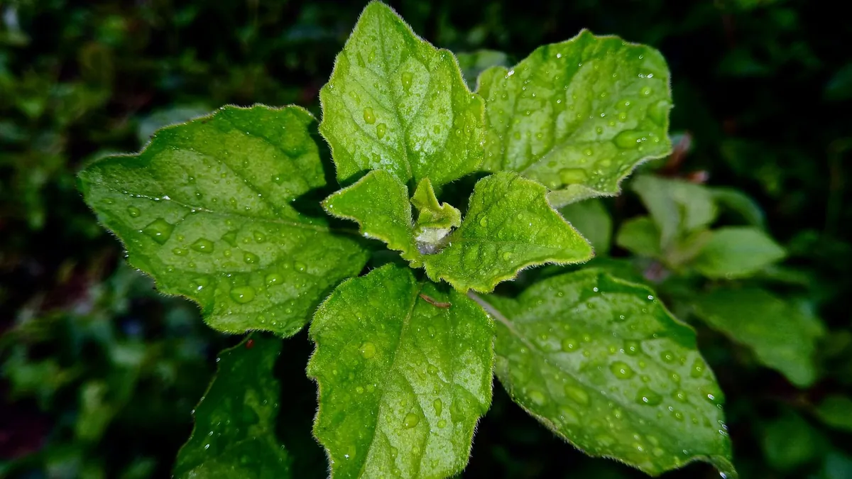 Vibrant green leaves with dew drops captured in close-up, highlighting their freshness and detail.
