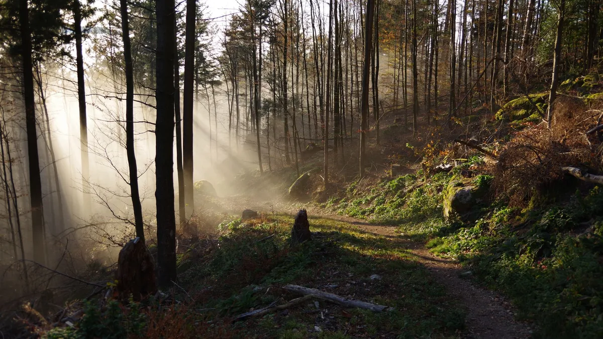 A serene forest scene with sunlight streaming through mist, highlighting a winding trail.